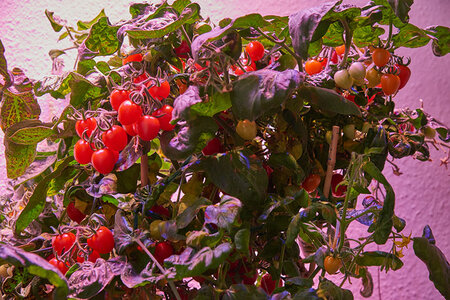 Tomatenbank_2015.10.25_002.jpg