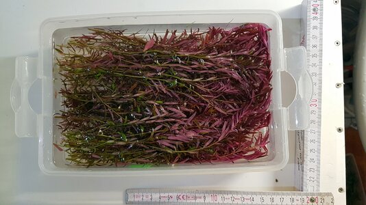 Rotala_Colorata-50.jpg