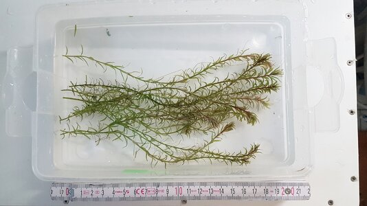 Rotala_mexicana_Araguaia_Beispiel-50.jpg