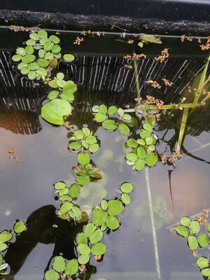 Terrassenkübel 2018 Mai Salvinia 2.jpg