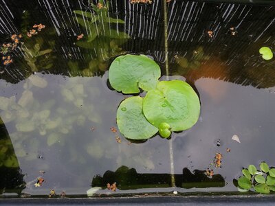 Terrassenkübel 2018 Mai Limnobium 2.jpg