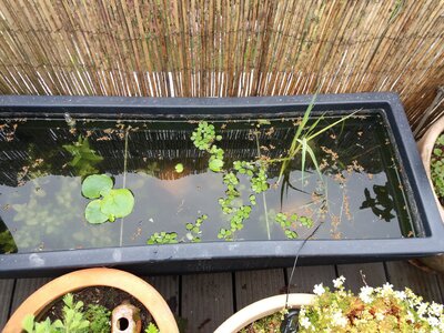 Terrassenkübel 2018 Mai Draufsicht mit neuen Schwimmpflanzen 1.jpg