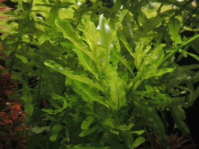 Ludwigia inclinata var. inclinata "green".jpg