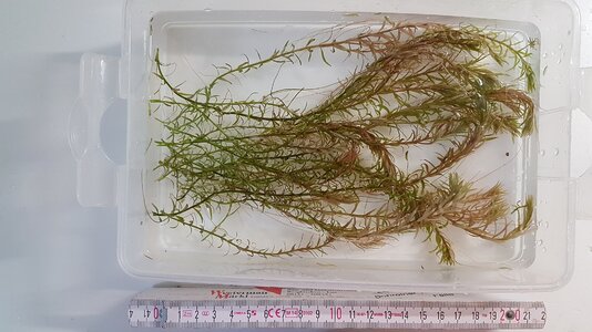 Rotala_mexicana_Araguaia_Beispiel_20Stk-50.jpg