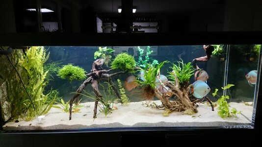 Aquarium Wozi Jän.19.jpg