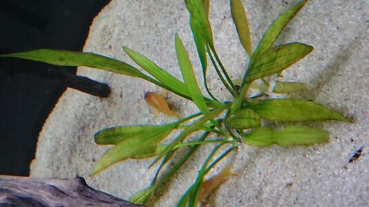 Aquarium Echinodorus Argentinensis Jän.19.jpg