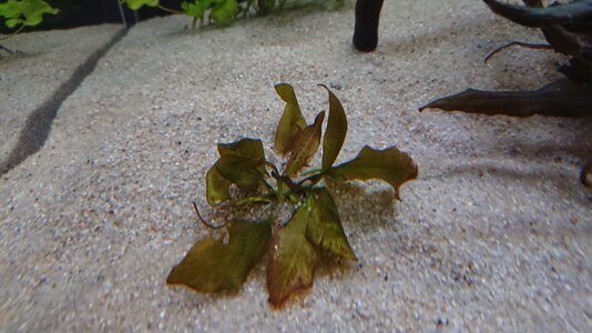 Aquarium Echinodorus Ozelot Jän.19.jpg