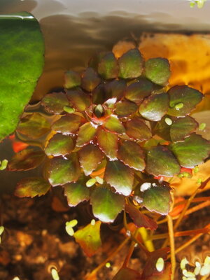 ludwigia.sedoides.2019.12.10.1.jpg