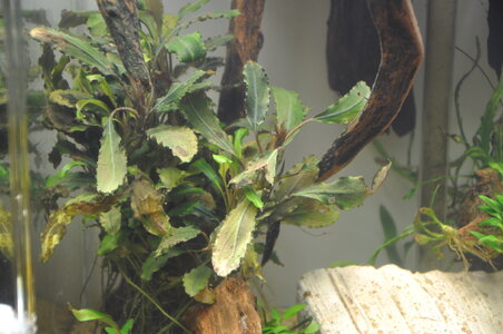 Bucephalandra sp. Lamandau Mini Red.JPG