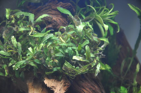 Bucephalandra sp. Mini Needle leaf.JPG