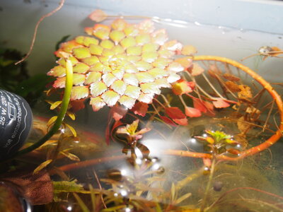 ludwigia.sedoides.2020.02.16.1.jpg