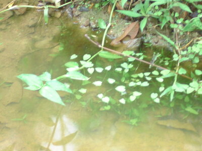 Sagittaria1.jpg