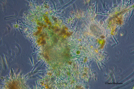 Echinodorusblatt_Biofilm_Diskusbecken.jpg