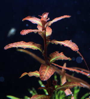 ludwigia_senegalensis_resize.jpg