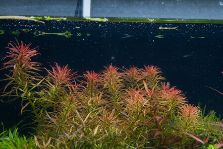 ludwigia_inclinata_pantanal.jpg