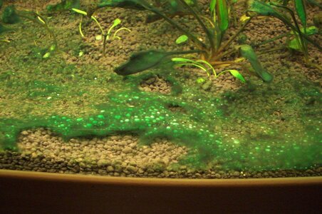 AquaSoil-Cyano18.8.2010.jpg