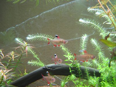 Hyphessobrycon bentosi rosaceus Withe fin.jpg