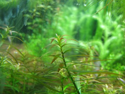 Ludwigia brevipes (einzeln).jpg