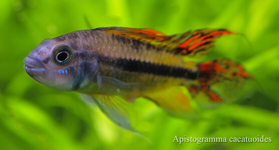 Apistogramma cacatuoides.jpg