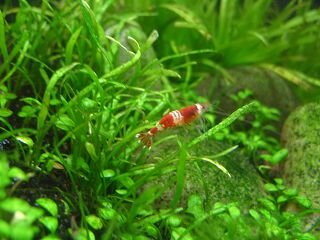 Caridina cf. cantonensis Crystal Red.JPG