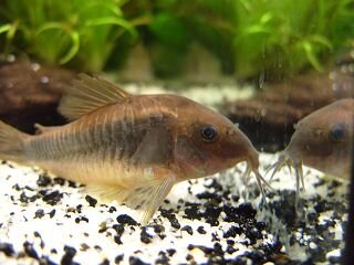 Corydoras aeneus.JPG