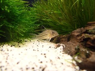 Corydoras Julii.JPG