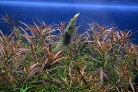 Ludwigia brevipes_(1600_x_1200).jpg