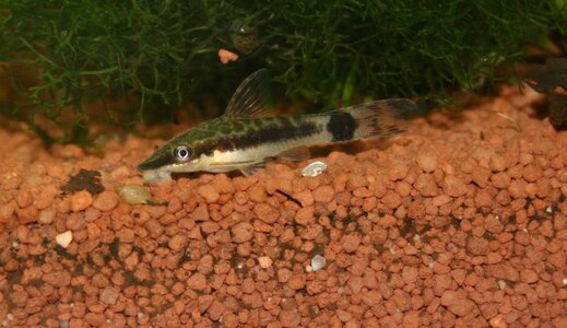 Otocinclus affinis_(1600_x_1200).jpg