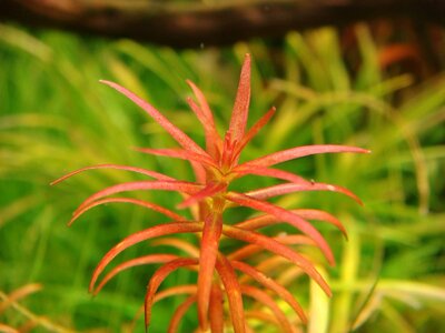 Rotala sp. Goias_(1600_x_1200).jpg