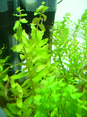 rotala_spec_curly2.JPG