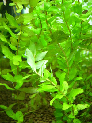 rotala_spec_curly.JPG