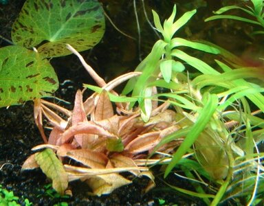 k Cryptocoryne spec. flamingo.jpg