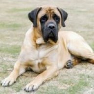 Mastiff