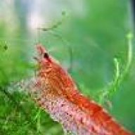 Redshrimp