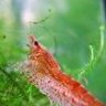 Redshrimp