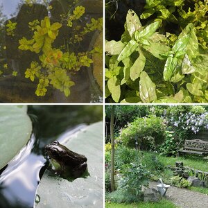 Garten, Wintergarten, Teich