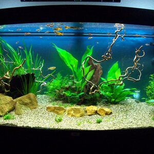 Livingroomtank,..