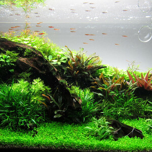 63l GlasGarten