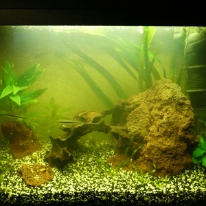 Mein erster Aquascapingversuch