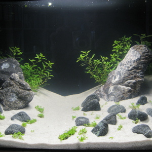 Erster Aquascape Versuch