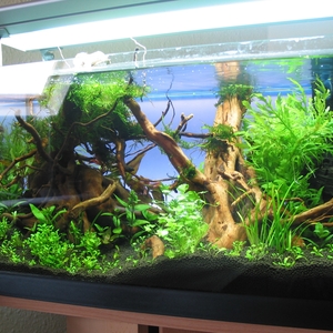 60l Aquascape