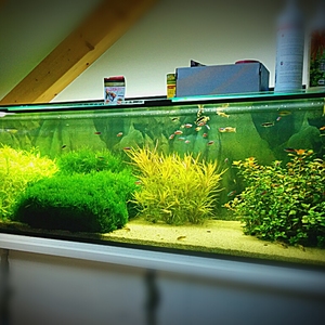 Moritz Aquascaping