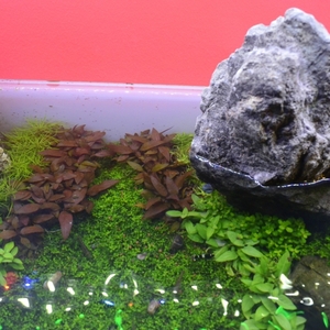 Paludarium