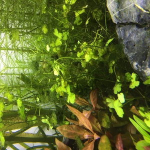 cologne.aquascape