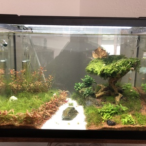 Mein Aquarium