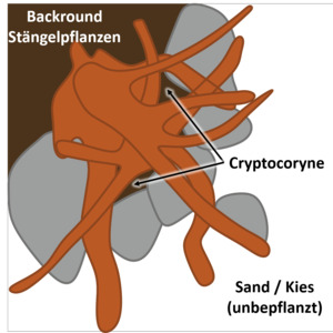 Synchiropus