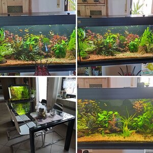 Meine Aquariumwelt