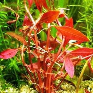 Rotala 1