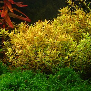 Rotala Rotundifolia 1 - 001