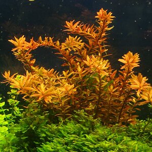 Rotala Rotundifolia 1 - 002